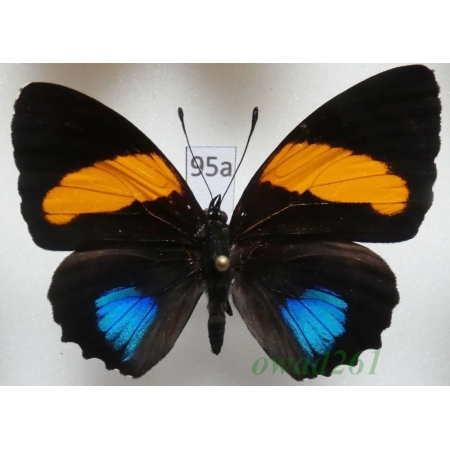 Callicore lyca aegina (C. & R. Felder, 1861) Peru95a